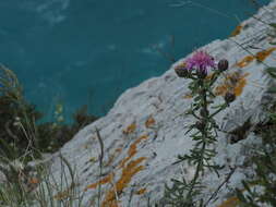 Image of Centaurea aplolepa Moretti