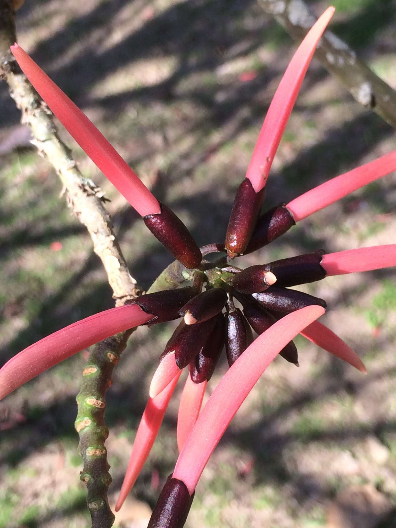 Слика од Erythrina pallida Britton