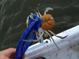 Image of blue crab