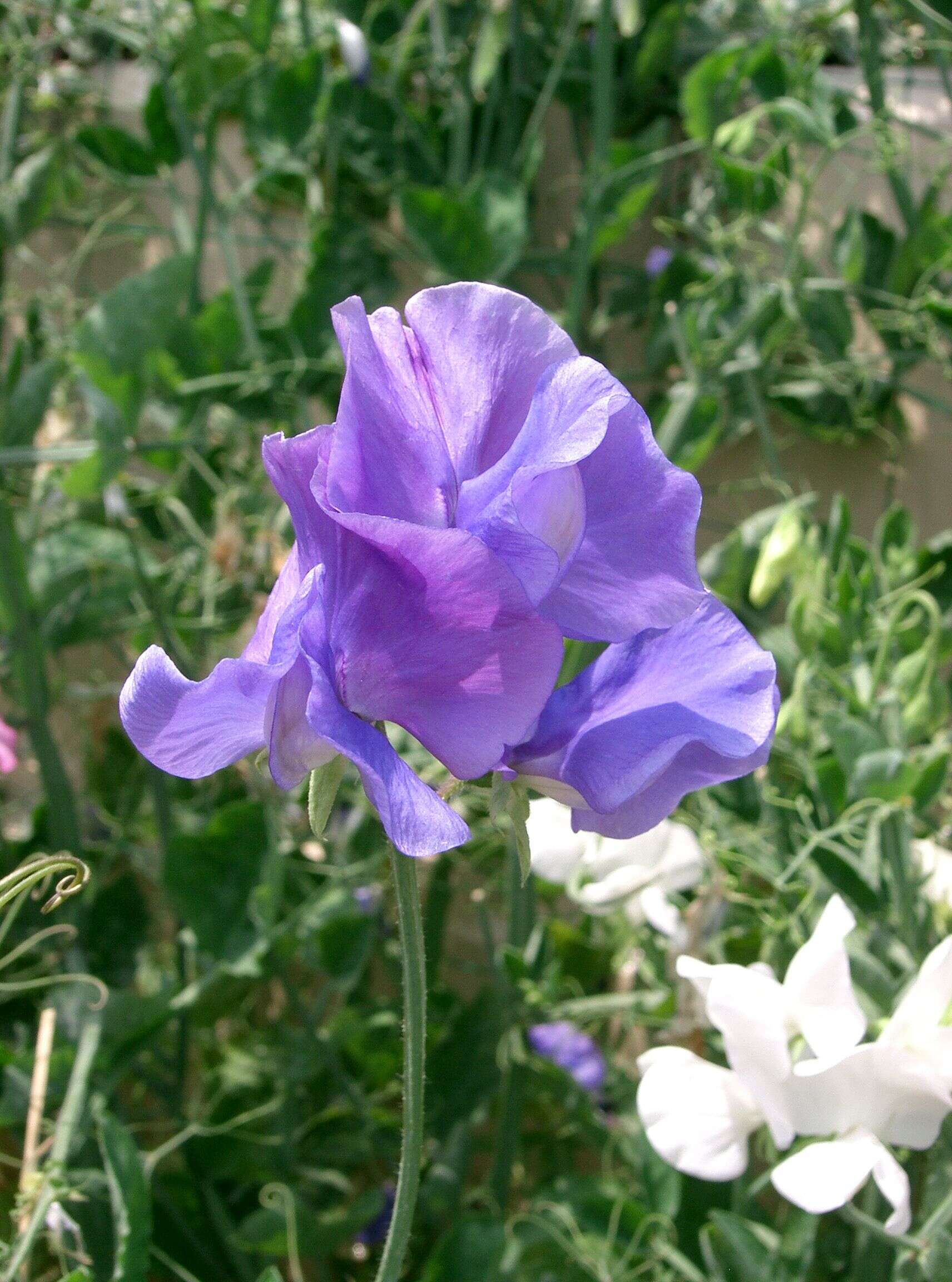 Image of Sweet Pea