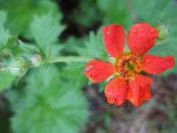 Image of Geum coccineum Sibth. & Sm.