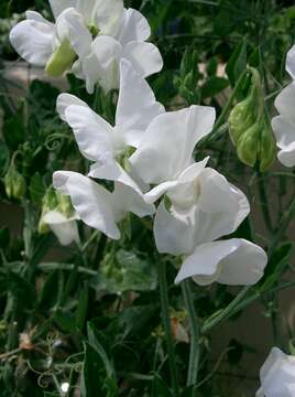 Image of Sweet Pea