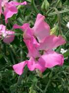 Image of Sweet Pea