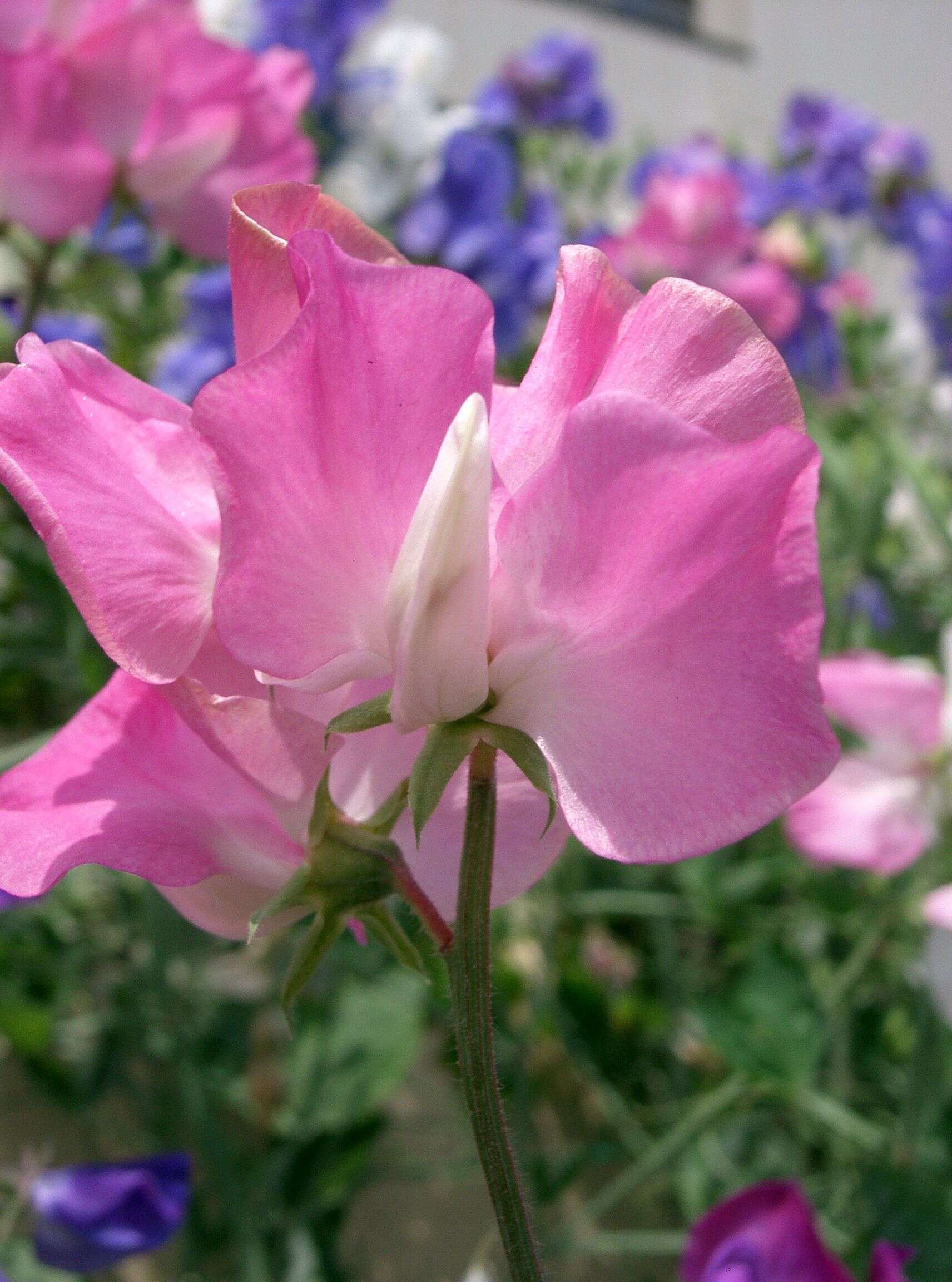 Image of Sweet Pea