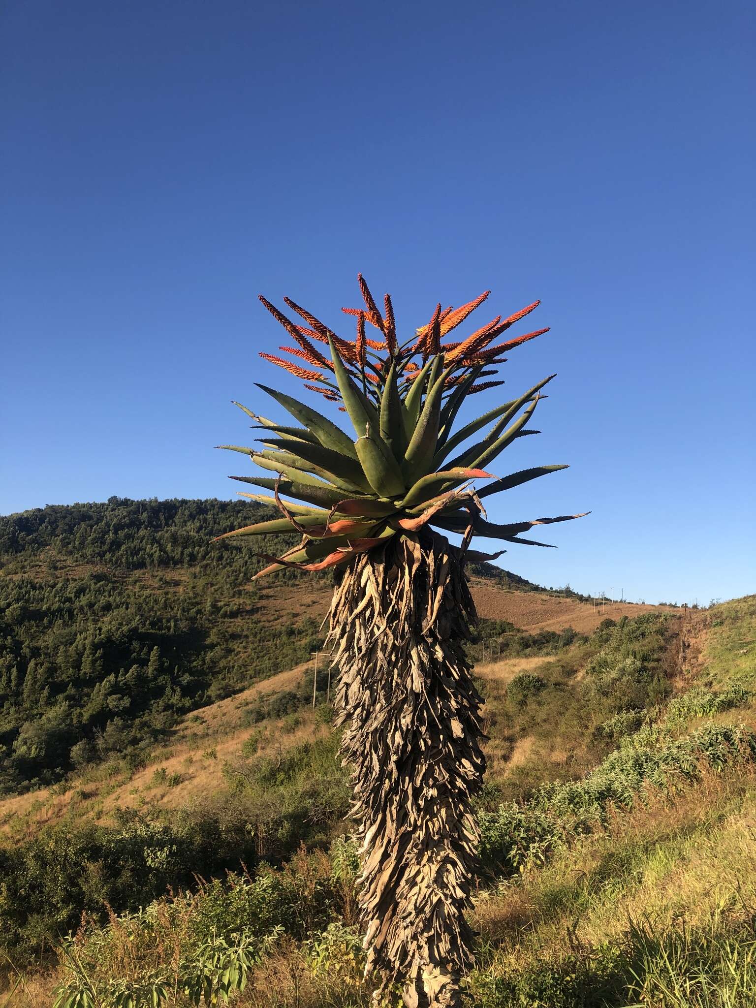 Image of Aloe marlothii subsp. marlothii