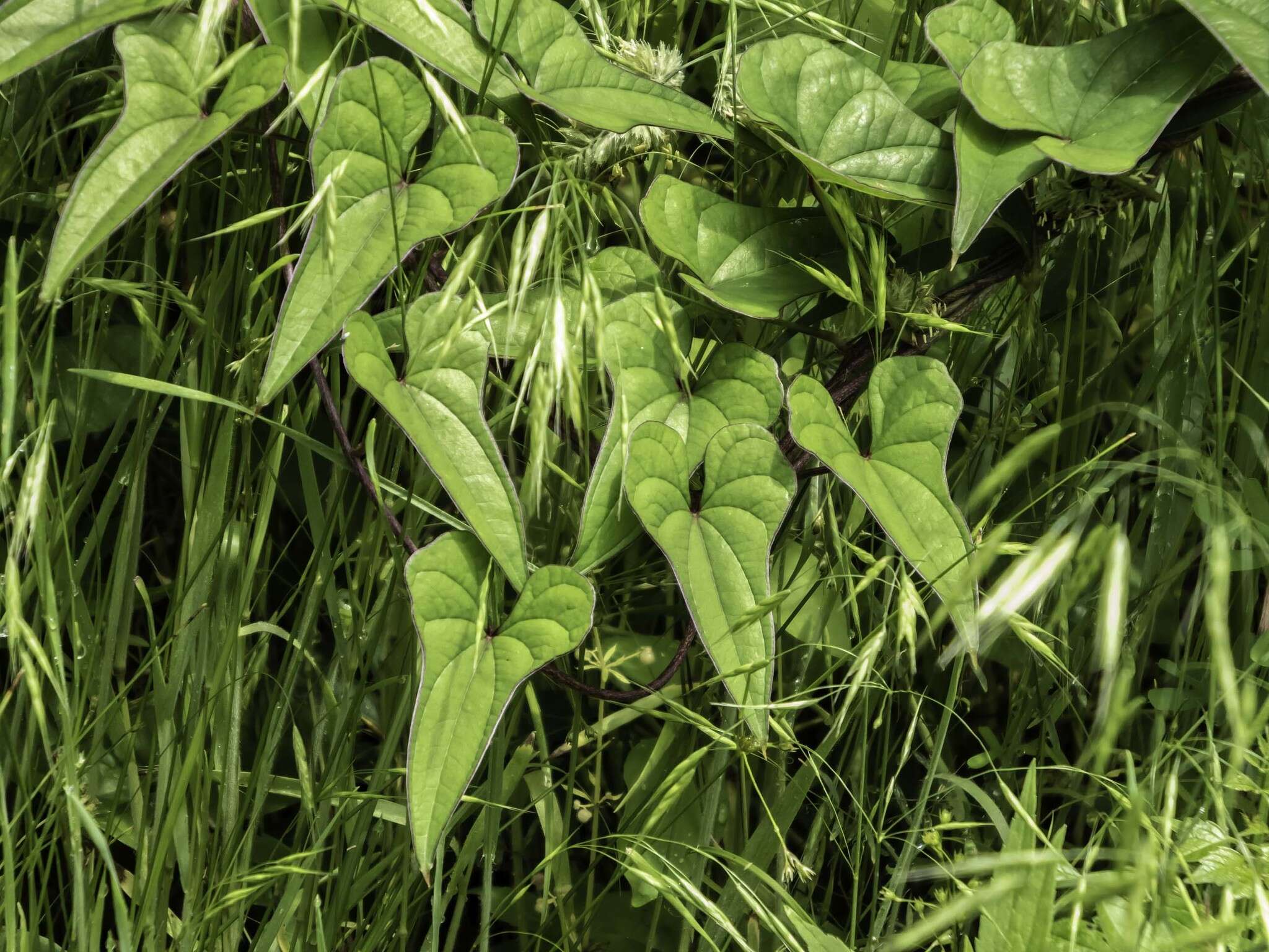 Image of Chinese yam