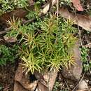 Image of Persoonia hindii P. H. Weston & L. A. S. Johnson