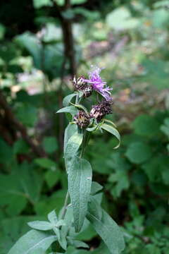 Image of Centaurea phrygia subsp. abbreviata (C. Koch) Dostál