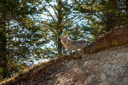 Sivun Canis latrans lestes Merriam 1897 kuva