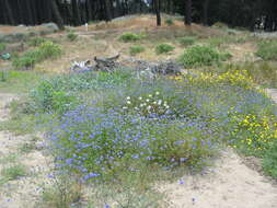 Image of bluehead gilia