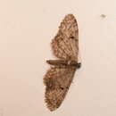 Image of Eupithecia annulata Hulst 1896