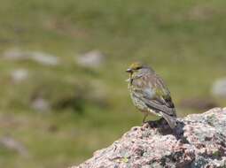 Image of Corsican Citril Finch