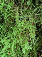 Image of claopodium moss