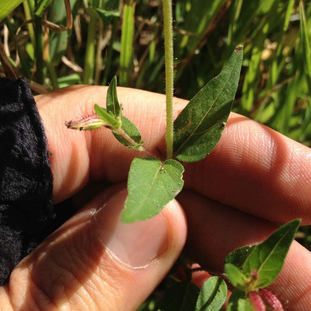 Image of Wright's waxweed