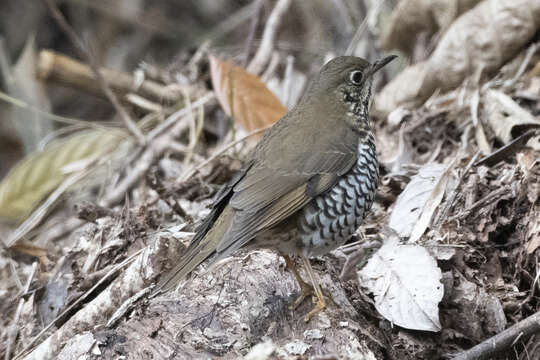 Image of Plain-backed Thrush