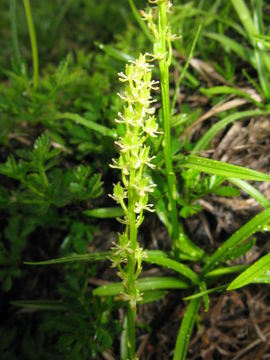 Image of <i>Japonolirion osense</i> Nakai