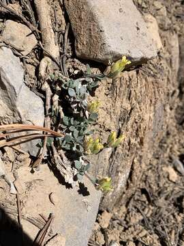 Physaria hitchcockii subsp. hitchcockii resmi