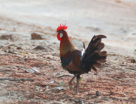 Image of Red Junglefowl