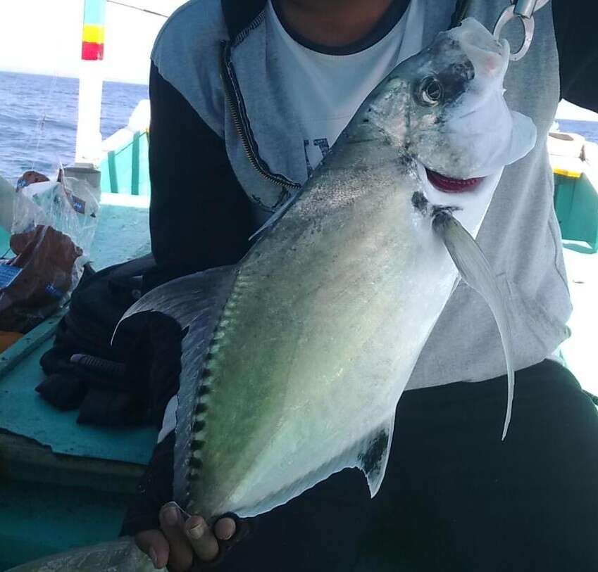 Image of Shadow trevally