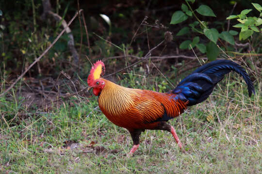 Image of Ceylon Junglefowl