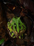 Image of Amazonian Horned Frog