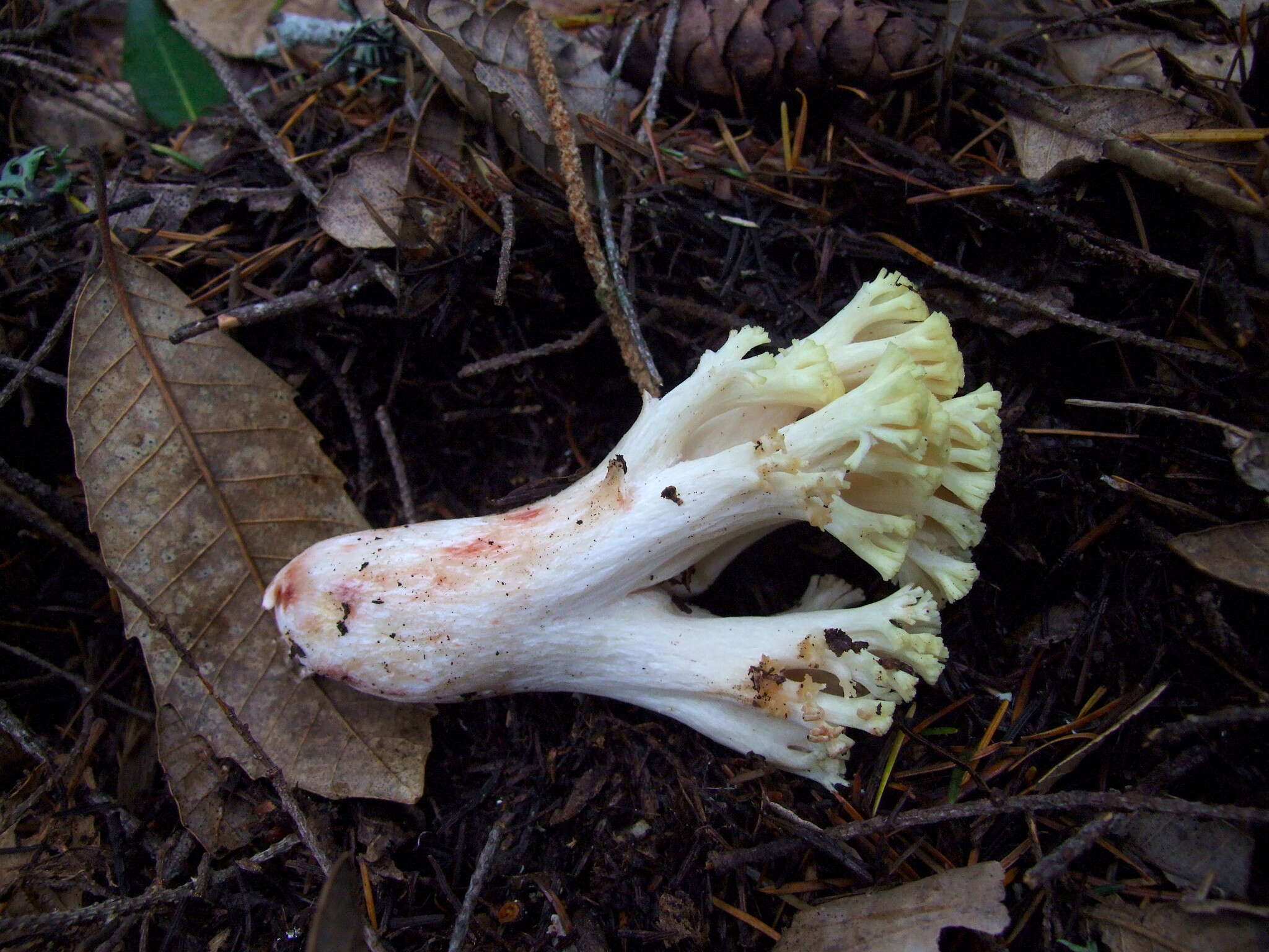 Image of Ramaria rubiginosa Marr & D. E. Stuntz 1974