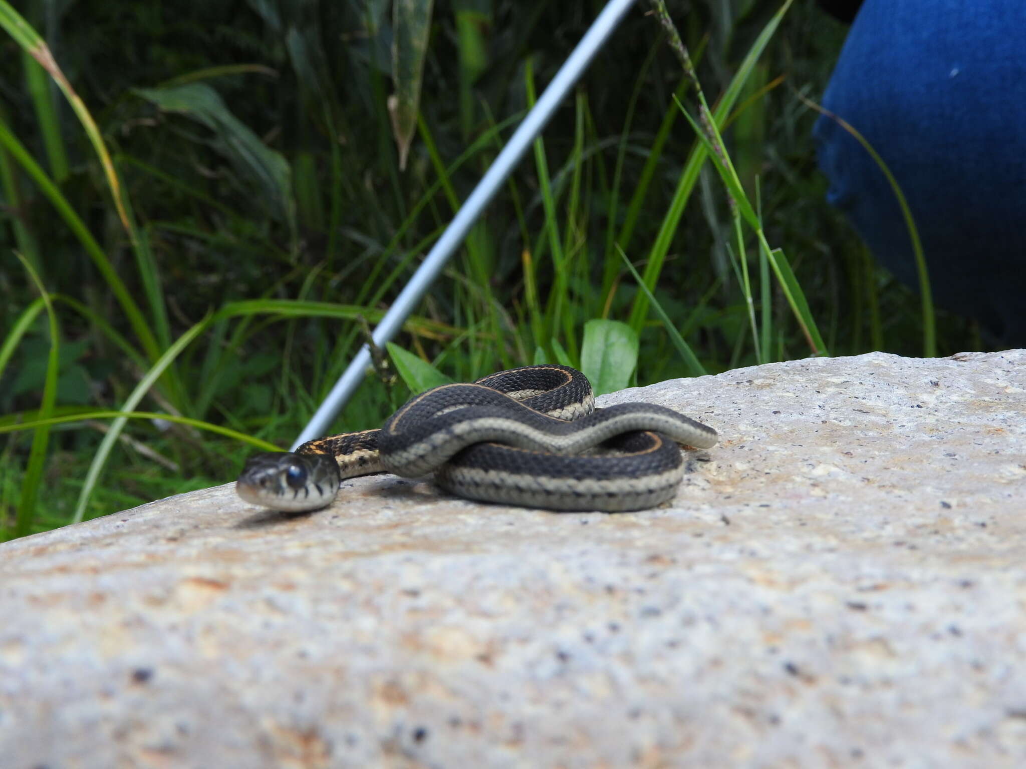 Image of Thamnophis cyrtopsis collaris (Jan 1863)