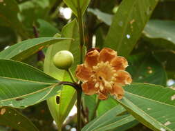 Imagem de Bellucia grossularioides (L.) Triana