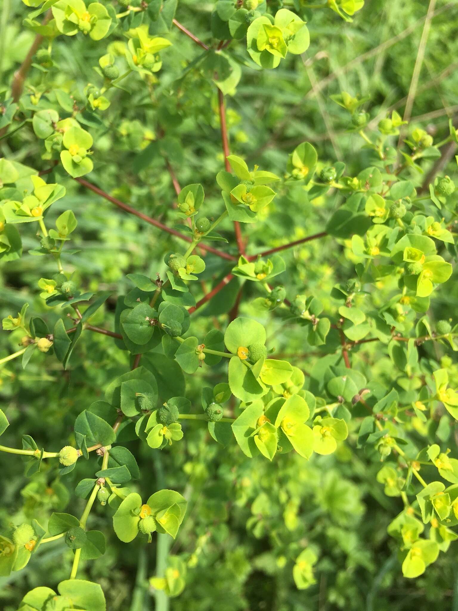 Euphorbia platyphyllos L.的圖片