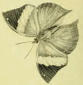 Image of Indian leafwing