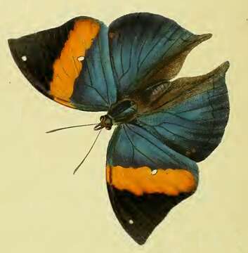 Image of Indian leafwing