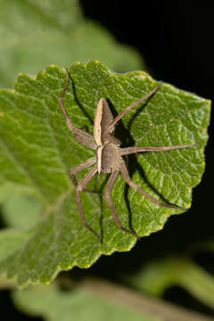 Image of Rothus aethiopicus (Pavesi 1883)