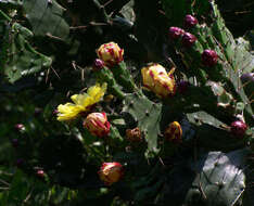 Image of Common Pricklypear