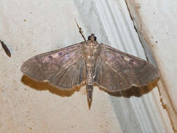 Image of Herpetogramma sphingealis Handfield & Handfield 2011