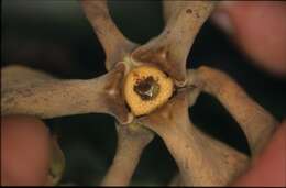 Image of Guatteria ramiflora (D. R. Simpson) Erkens & Maas