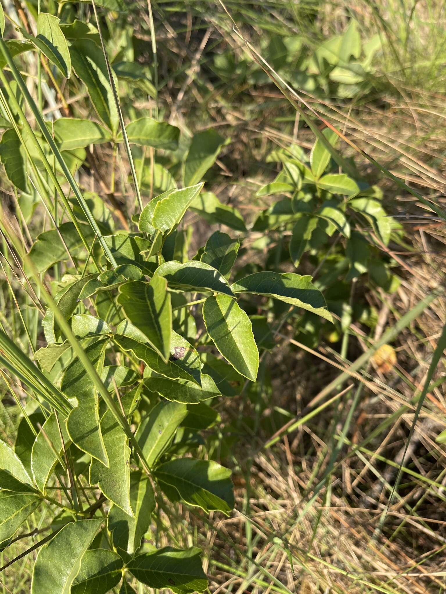 Image de Searsia carnosula (Schönland) Moffett