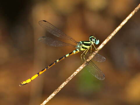 Imagem de Rhinagrion viridatum Fraser 1938