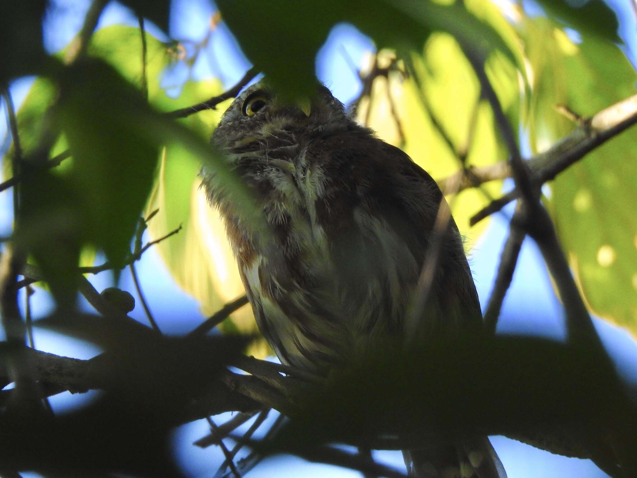 Image of Tamaulipas Pygmy Owl