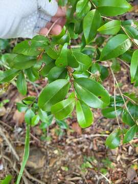 Eugenia biflora (L.) DC. resmi