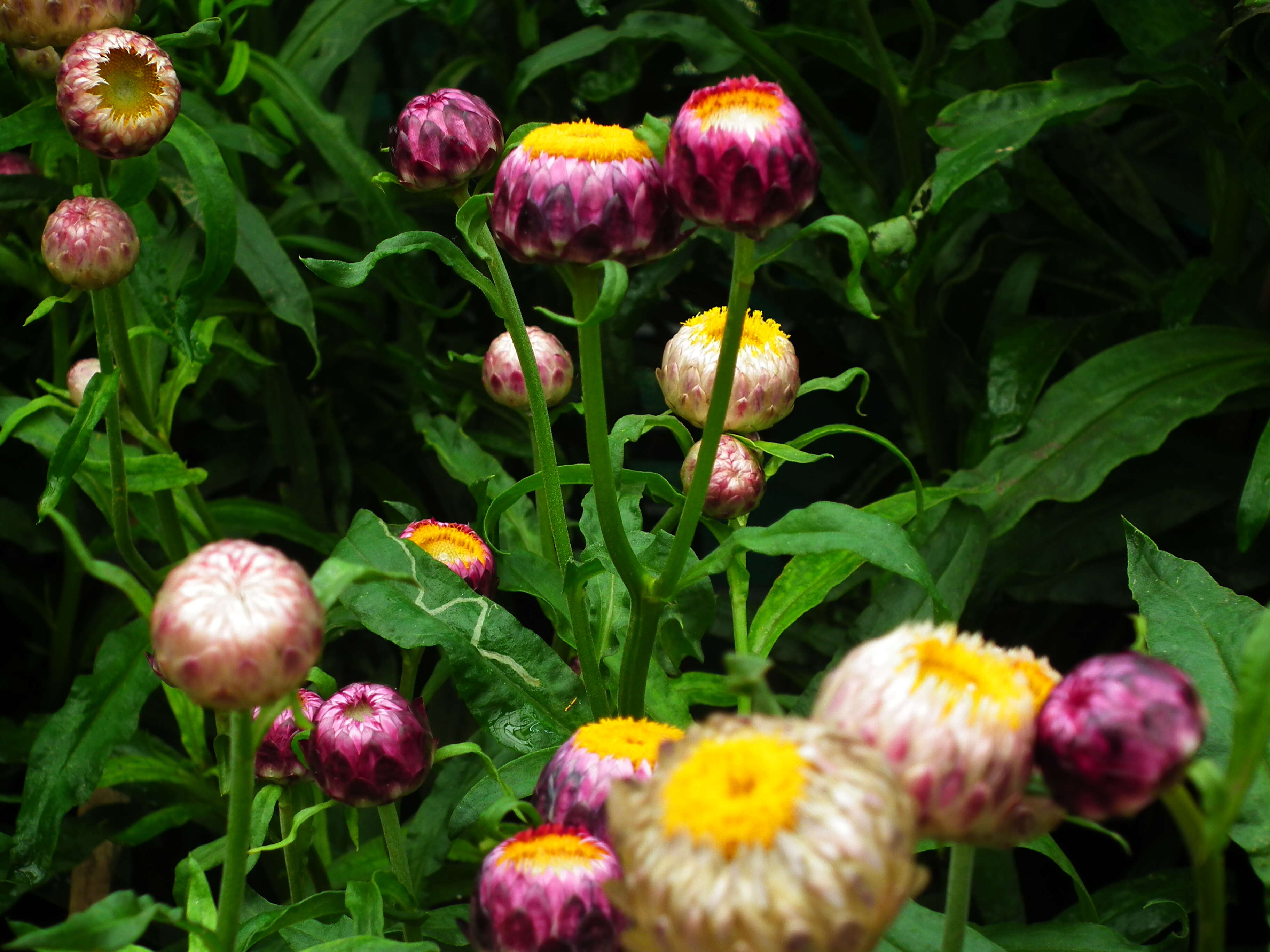 Image of bracted strawflower