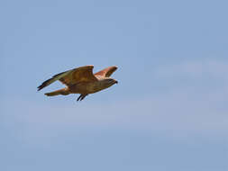 Image of Buteo buteo menetriesi Bogdanov 1879