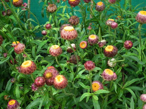 Image of bracted strawflower