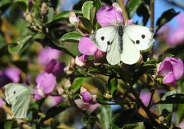 Image of Podalyria calyptrata (Retz.) Willd.