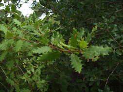 Image of Honeydew Oak