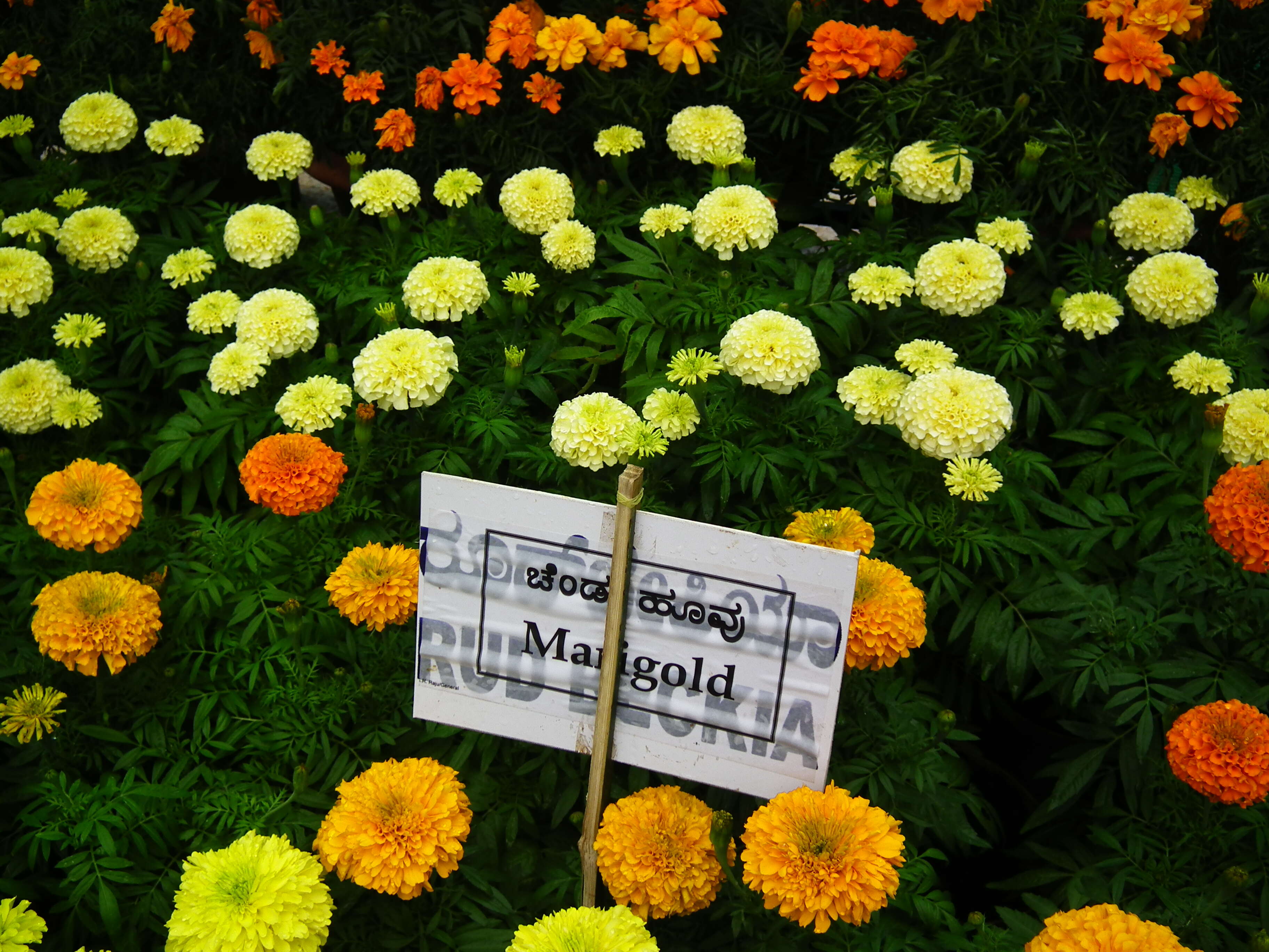 Image of French marigold