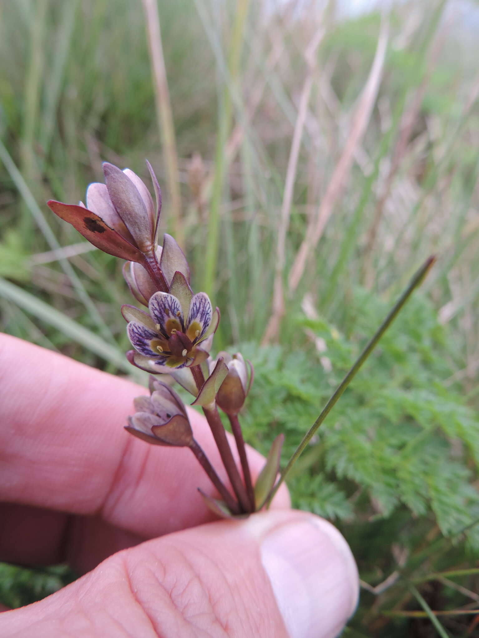 Image of Swertia macrosepala Gilg