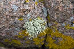 Imagem de Ramalina cuspidata (Ach.) Nyl.