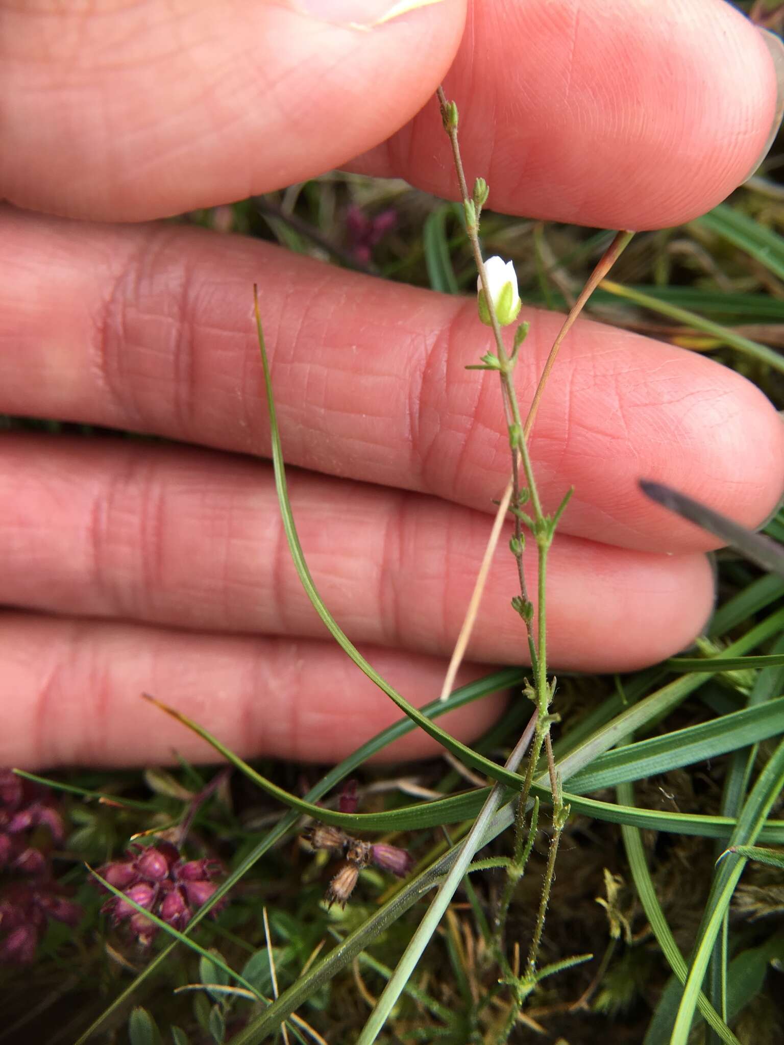 Image of knotted pearlwort