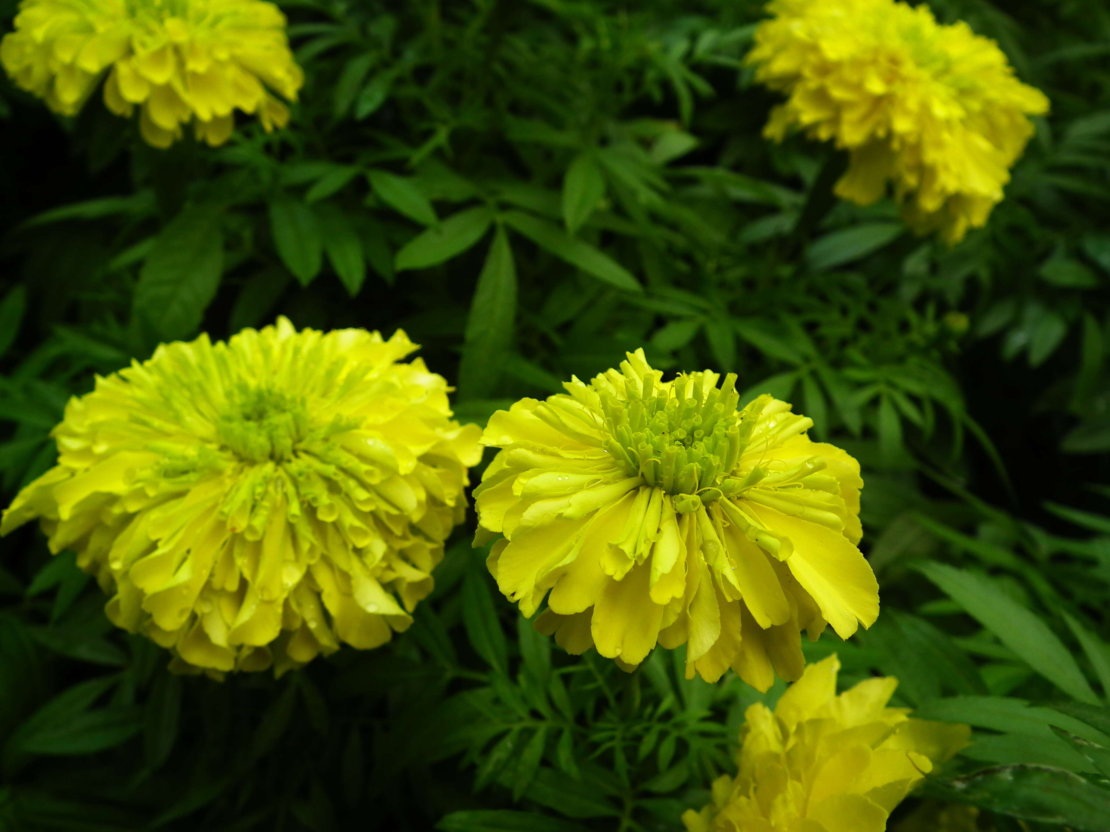 Tagetes erecta L. resmi