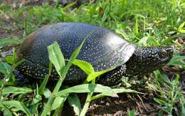 Image of European Pond Turtle